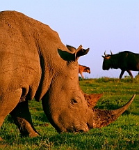 Nashorn